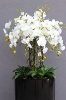 duży storczyk Black Fiberglass Grande w czarnej donicy, wys.145cm