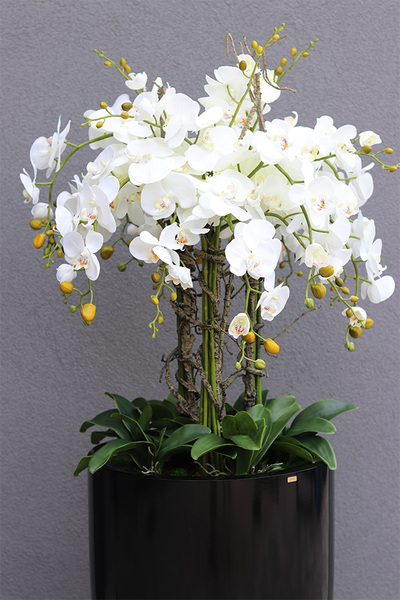 duży storczyk Black Fiberglass Grande w czarnej donicy, wys.145cm