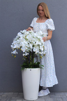 Rondo Mediolan White, biały storczyk podłogowy w donicy