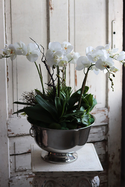 elegancki storczyk w coolerze z sukulentami, Monterosa, wys.65cm