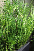 Getrona Papirus, kompozycja trawy w donicy klienta, wys.57cm 