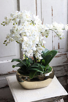 ekskluzywny storczyk Luizjana 2 w złotej donicy, wys.54cm 