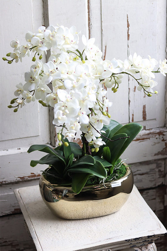 ekskluzywny storczyk Luizjana 2 w złotej donicy, wys.54cm 