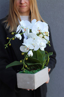 Banerra Betonowa, storczyk w minimalistycznej donicy