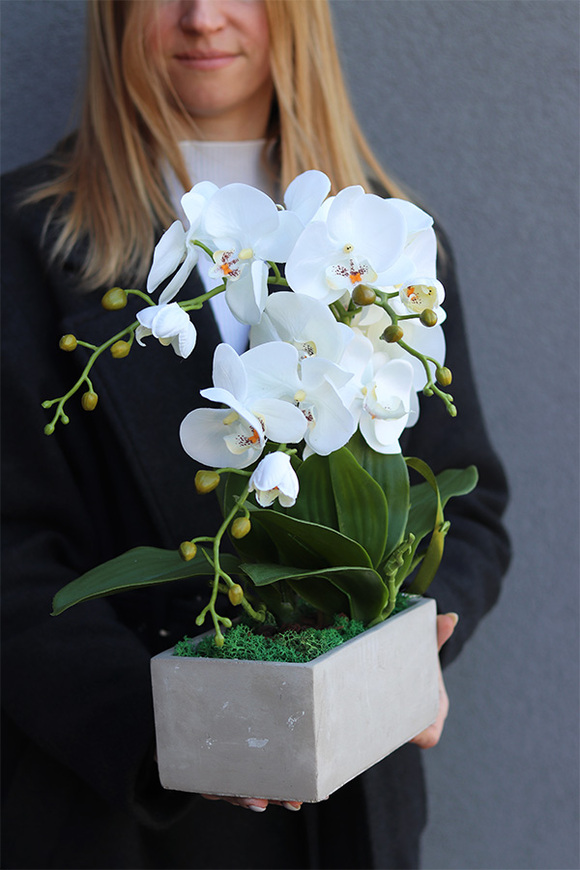 Banerra Betonowa, storczyk w minimalistycznej donicy