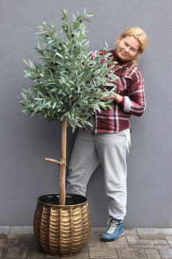 Oliwka Bellis, sztuczne drzewko w metalowej donicy, wys.170cm