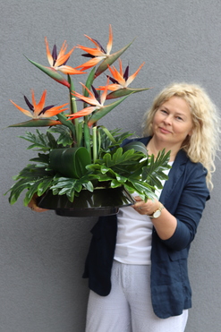 Strelicja Bali, kompozycja w czarnej donicy, wys.67cm