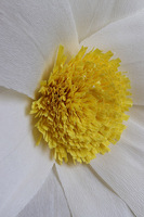 Rumianek Paper Flower 2, ręcznie robiony kwiat papierowy