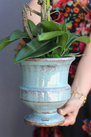 biały storczyk w niebieskiej donicy, Turkussio, wys.66cm