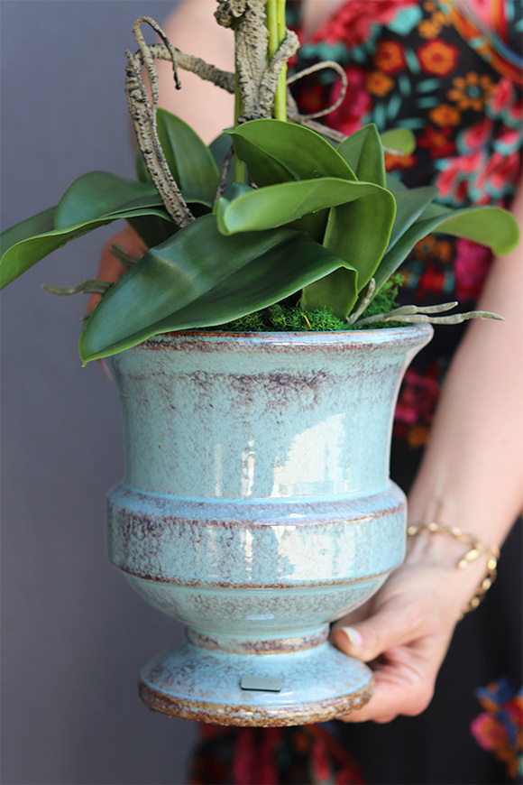 biały storczyk w niebieskiej donicy, Turkussio, wys.66cm