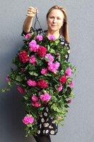 Pelargonia Pink, kwiaty w wiszącej donicy