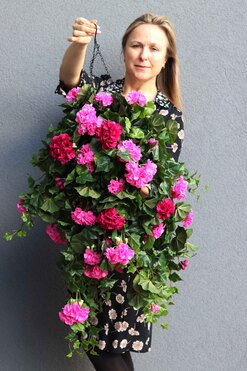 Pelargonia Pink, kwiaty w wiszącej donicy, dł.75cm