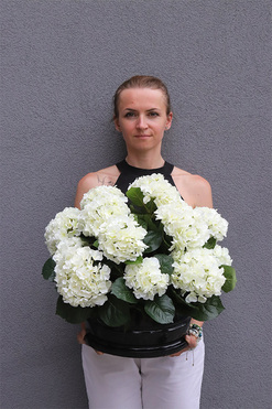 Białe Hortensje, kompozycja nagrobna w misie, wym.45x50cm