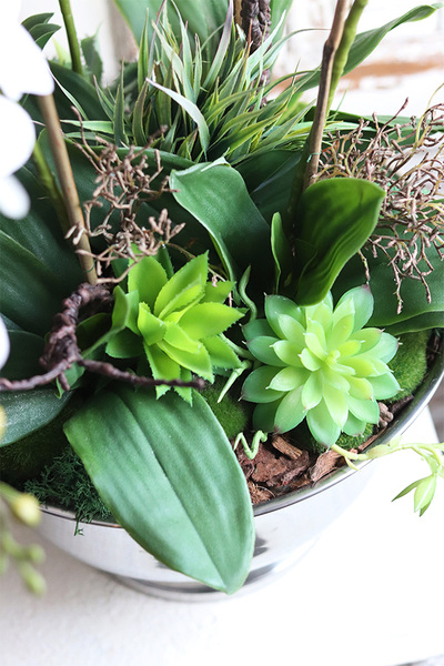 elegancki storczyk w coolerze z sukulentami, Monterosa, wys.65cm