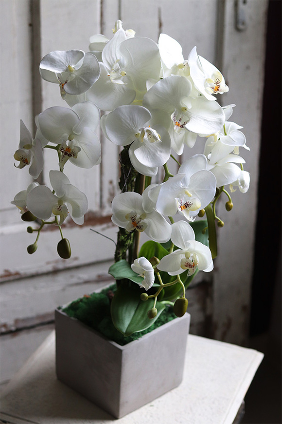biały storczyk w betonowej donicy, Simple Modern, wys.61cm