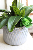 Bedrato, storczyk z sukulentami w srebrnej donicy, wys.72cm