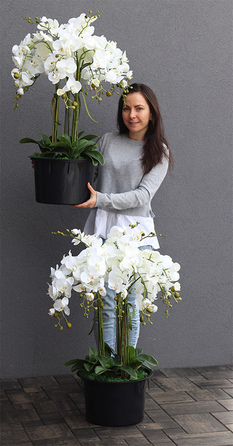 biały storczyk w okrągłym wkładzie, Mediolan 2, wys.110cm 