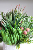 Jerudo D, kompozycja sukulenty w białej donicy, wys.27cm