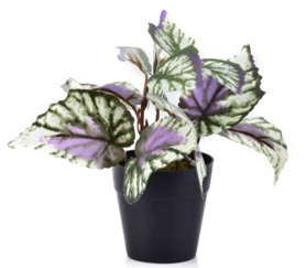 Pierre A, sztuczna roślina w osłonce z tworzywa, wys.15cm