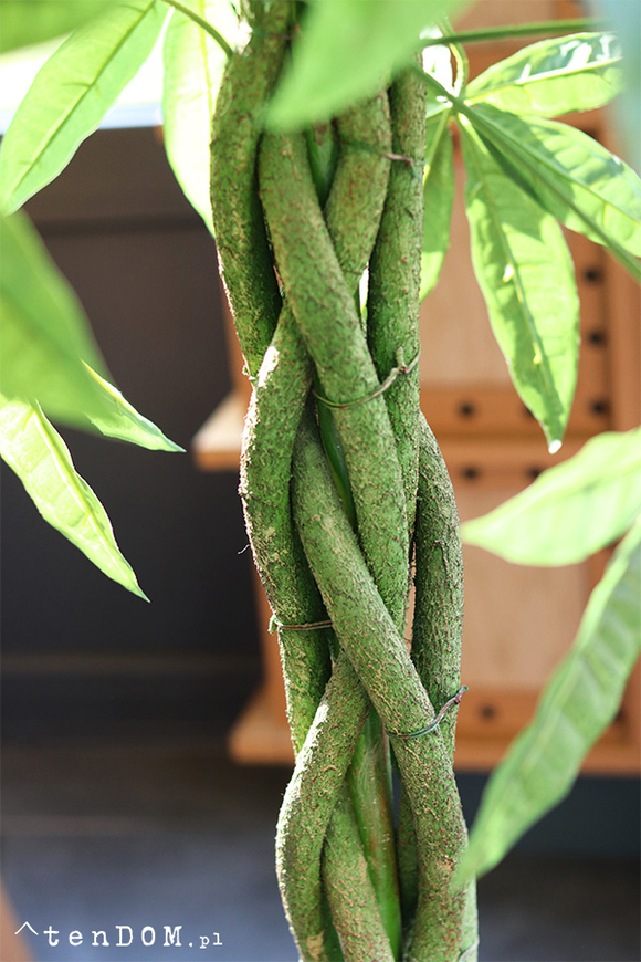 Kasztanowiec Ares, sztuczna roślina w doniczce