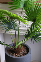 Livistona Concrete, sztuczna palma w betonowej donicy