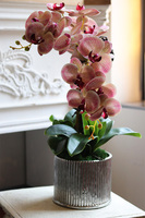 Leddia Granada, gumowy storczyk