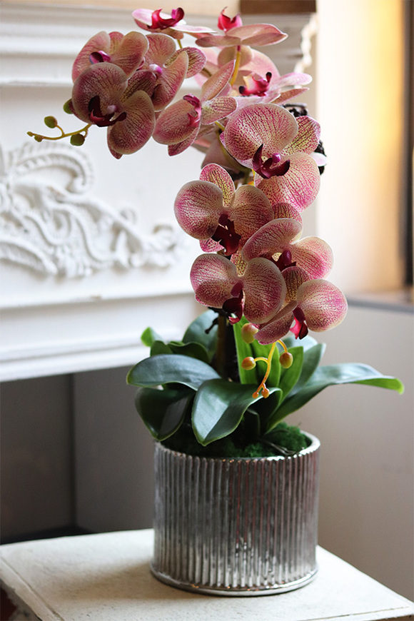 Leddia Granada, gumowy storczyk