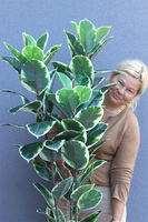 Fikus Dębolistny Złota Bajka, sztuczna roślina w złotej donicy