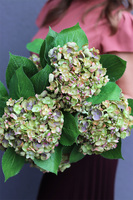 Green Hydrangea, gałązka sztuczna hortensja