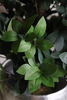 Fikus Formowany Silver, sztuczna roślina w donicy