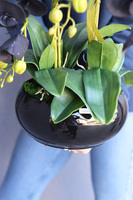 Black Glamour Piano, czarny storczyk w misie