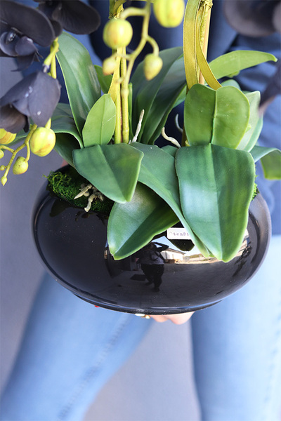 Black Glamour Piano, czarny storczyk w misie