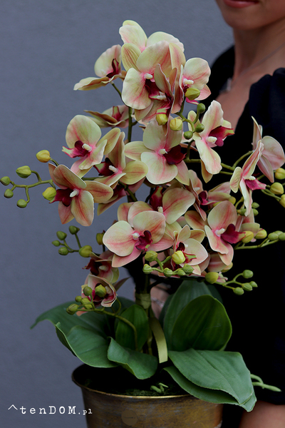 Cherie Vintage Gedristo, gumowy storczyk w złotym pucharze