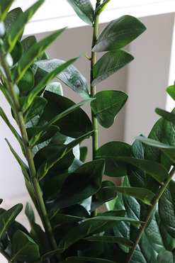 Zamiokulkas Black Moment, kwiat doniczkowy w osłonce, wys.90cm