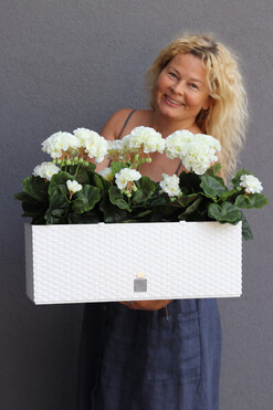 Summer Balcony, białe pelargonie w skrzynce balkonowej, wym.40x51.5cm 