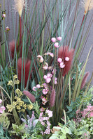 Albertina Saute New, kompozycja z traw i sukulentów do twojej donicy