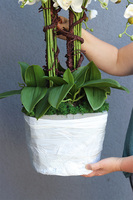 Premiosa Saute, storczyk w stretchu do Twojej donicy