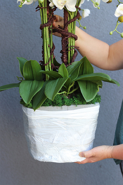 Premiosa Saute, storczyk w stretchu do Twojej donicy