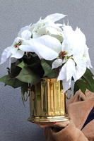 Gwiazda Betlejemska Cooler Deluxe White, wysokiej jakości sztuczna roślina