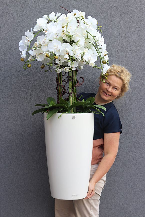 Rondo Mediolan White, biały storczyk podłogowy w donicy