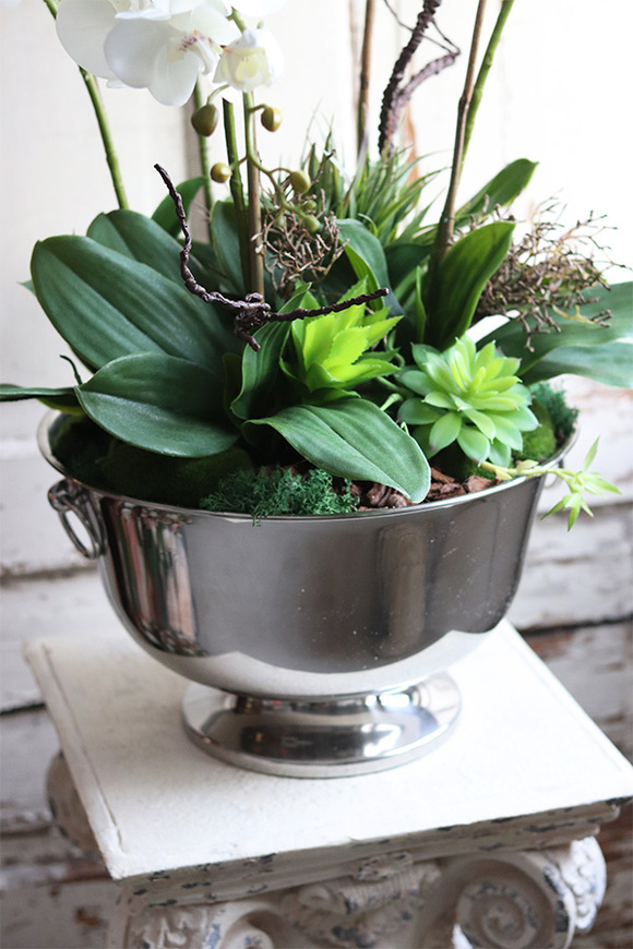 elegancki storczyk w coolerze z sukulentami, Monterosa, wys.65cm