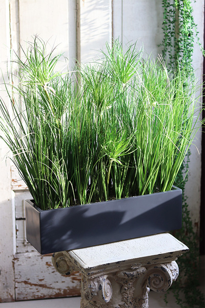 Getrona Papirus, kompozycja trawy w donicy klienta, wys.57cm 