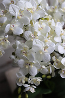 ekskluzywny storczyk Luizjana 2 w złotej donicy, wys.54cm 