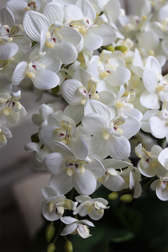 ekskluzywny storczyk Luizjana 2 w złotej donicy, wys.54cm 