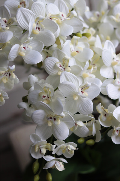 ekskluzywny storczyk Luizjana 2 w złotej donicy, wys.54cm 