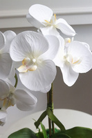 Cream and White, storczyk w kremowym naczyniu