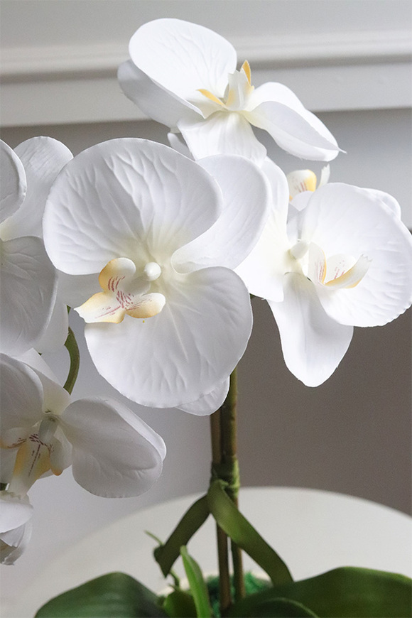 Cream and White, storczyk w kremowym naczyniu