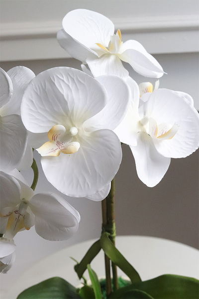 Cream and White, storczyk w kremowym naczyniu