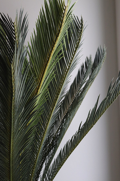 Cykas Ibis Concrete, sztuczna roślina w betonowej donicy