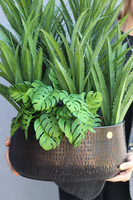 Aloe Monstera sukulenty w czarnej donicy